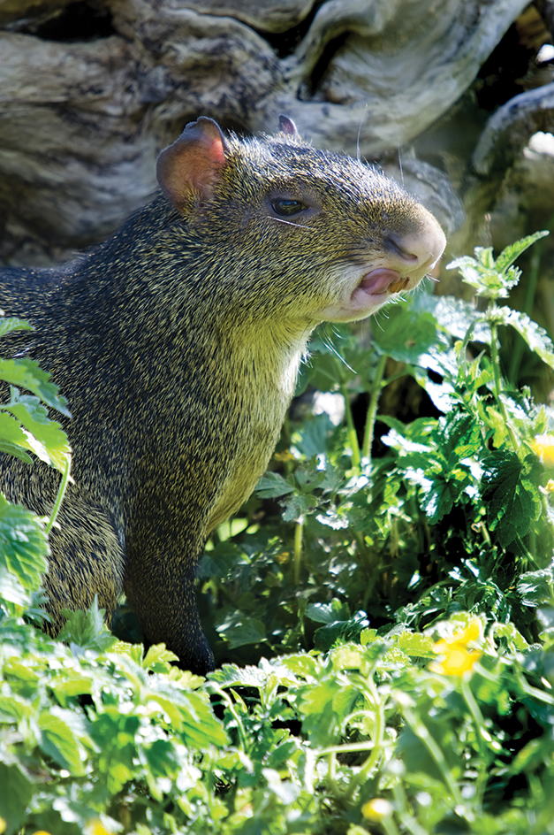 The agouti