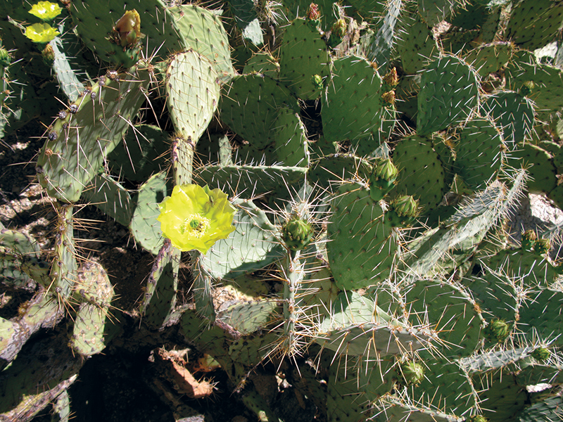 Prickly pear in flower