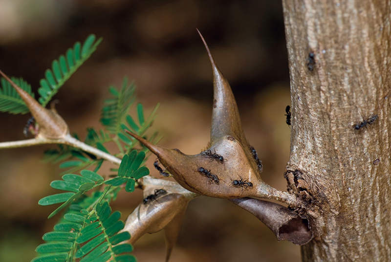 Ants protect an acacia tree