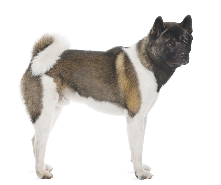 The Akita