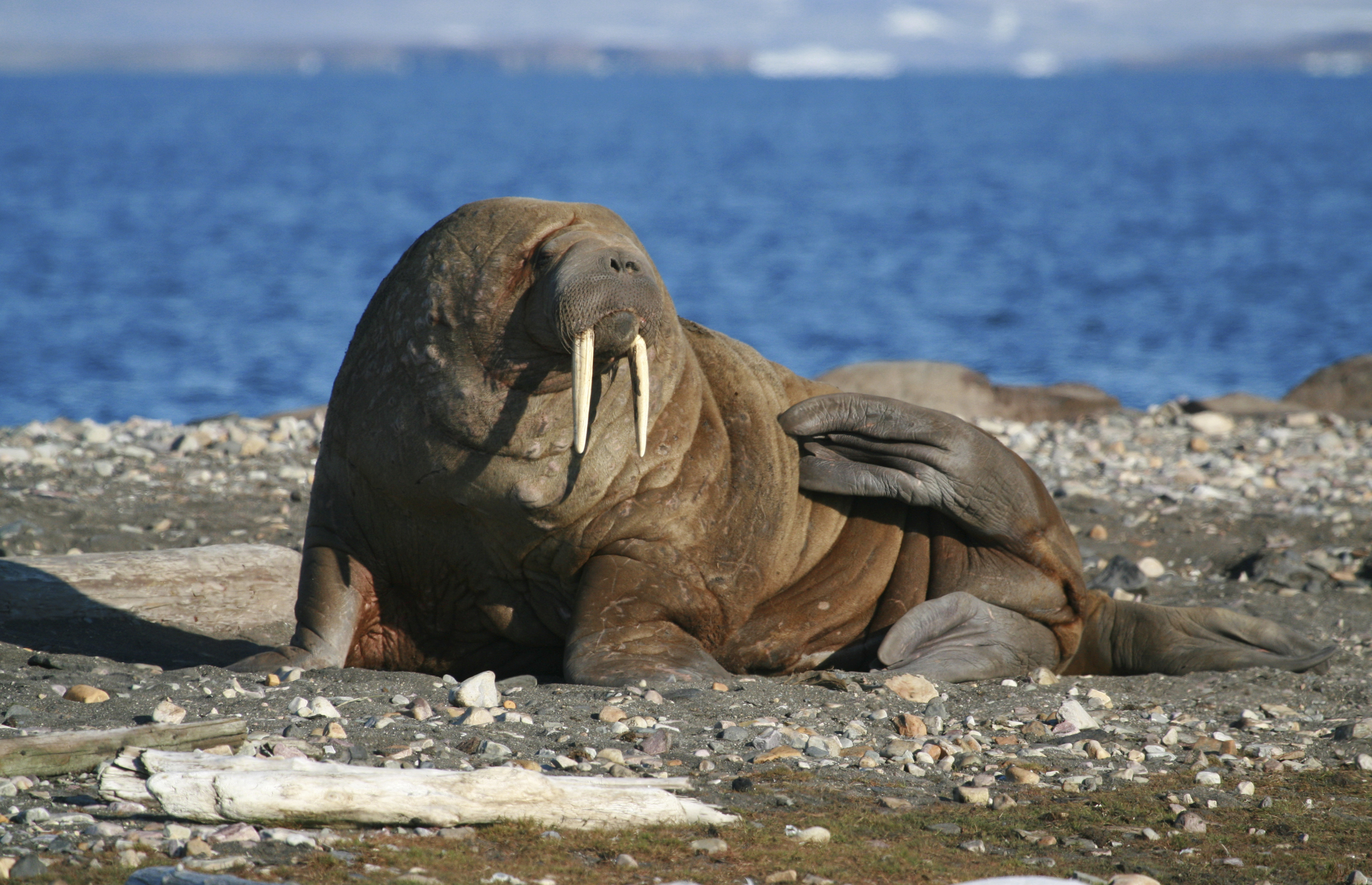 Walrus