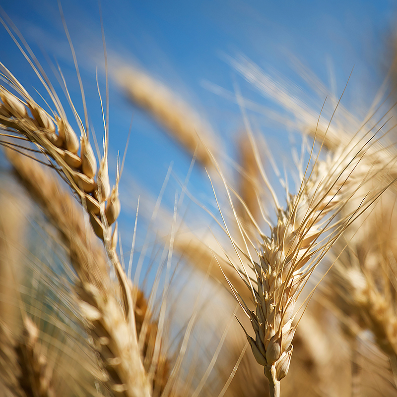 Mature stalks of barley