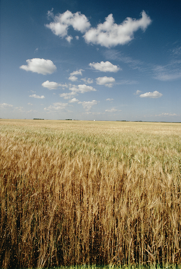 Barley fields