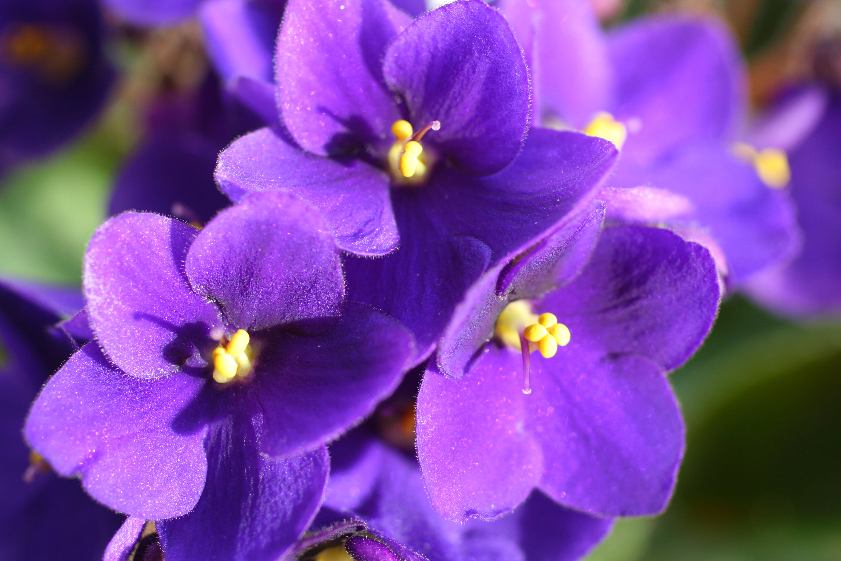 African violet