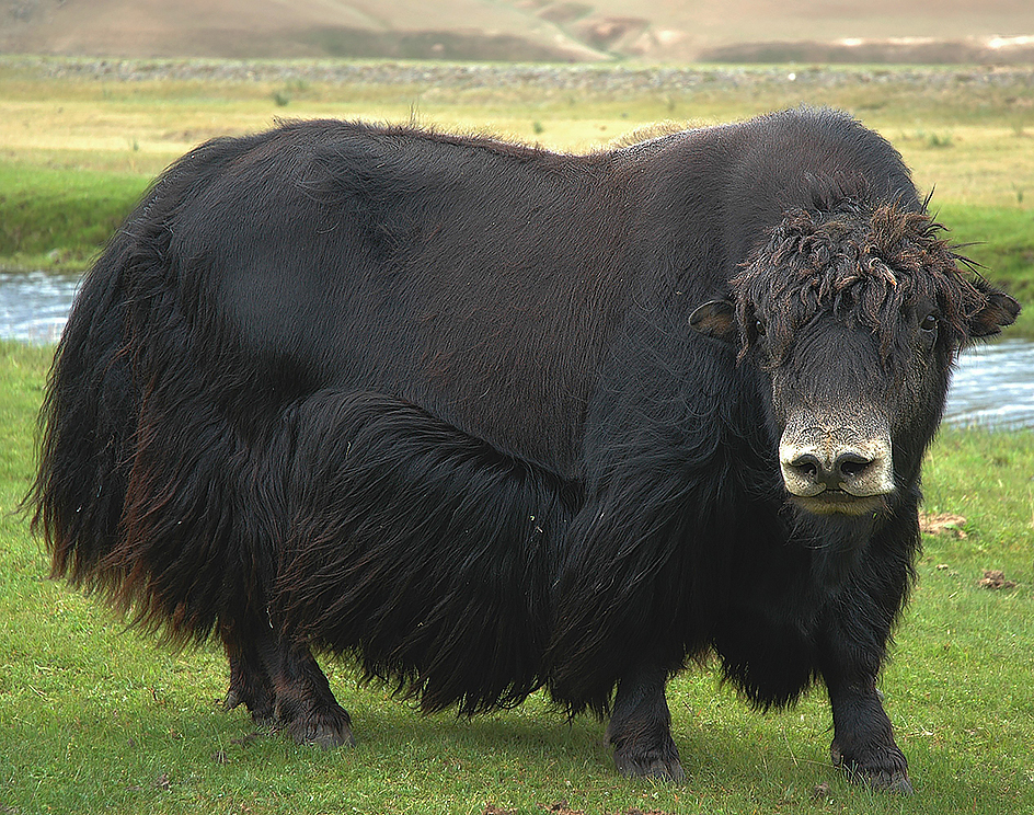 Yak of Asia