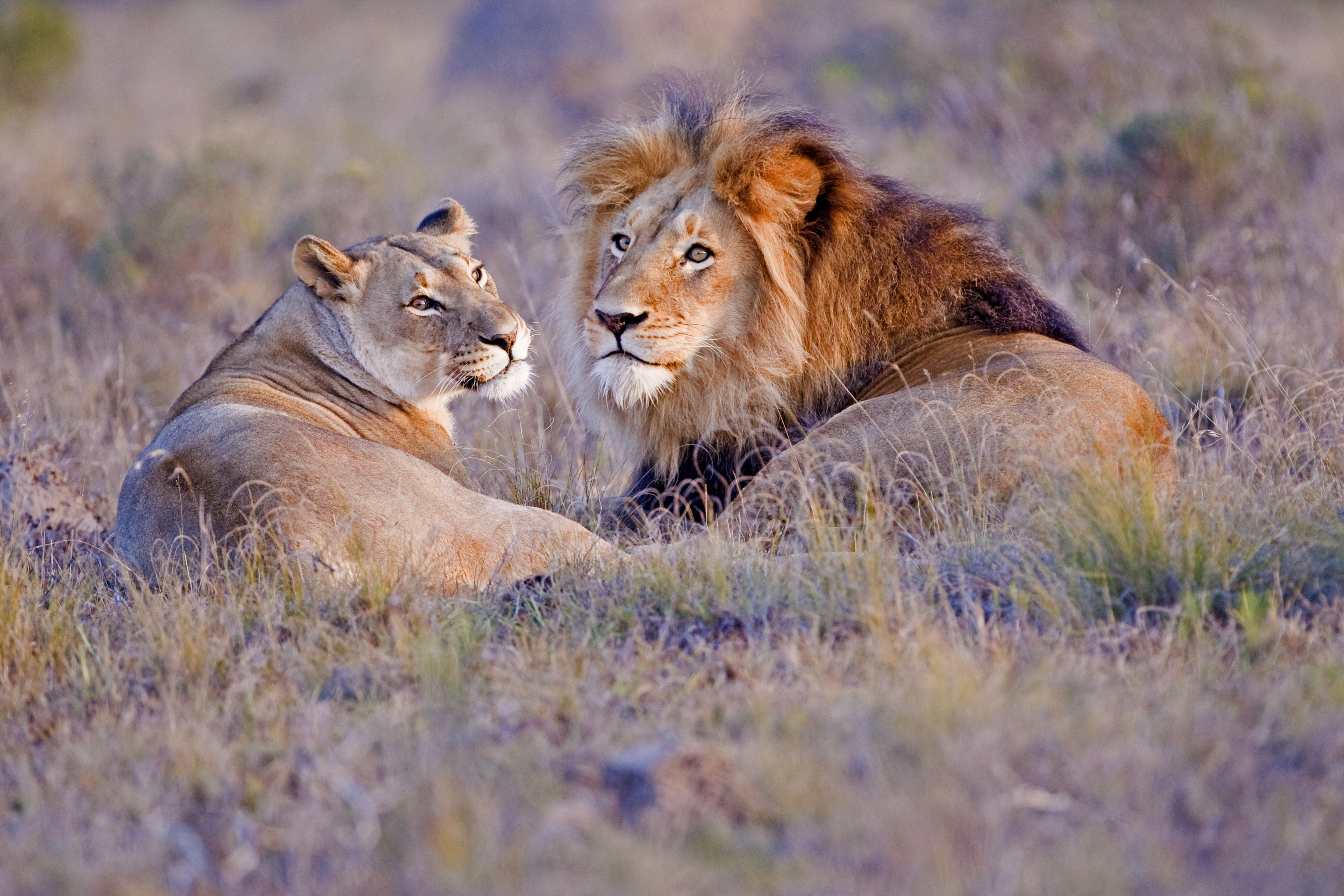 Lions resting