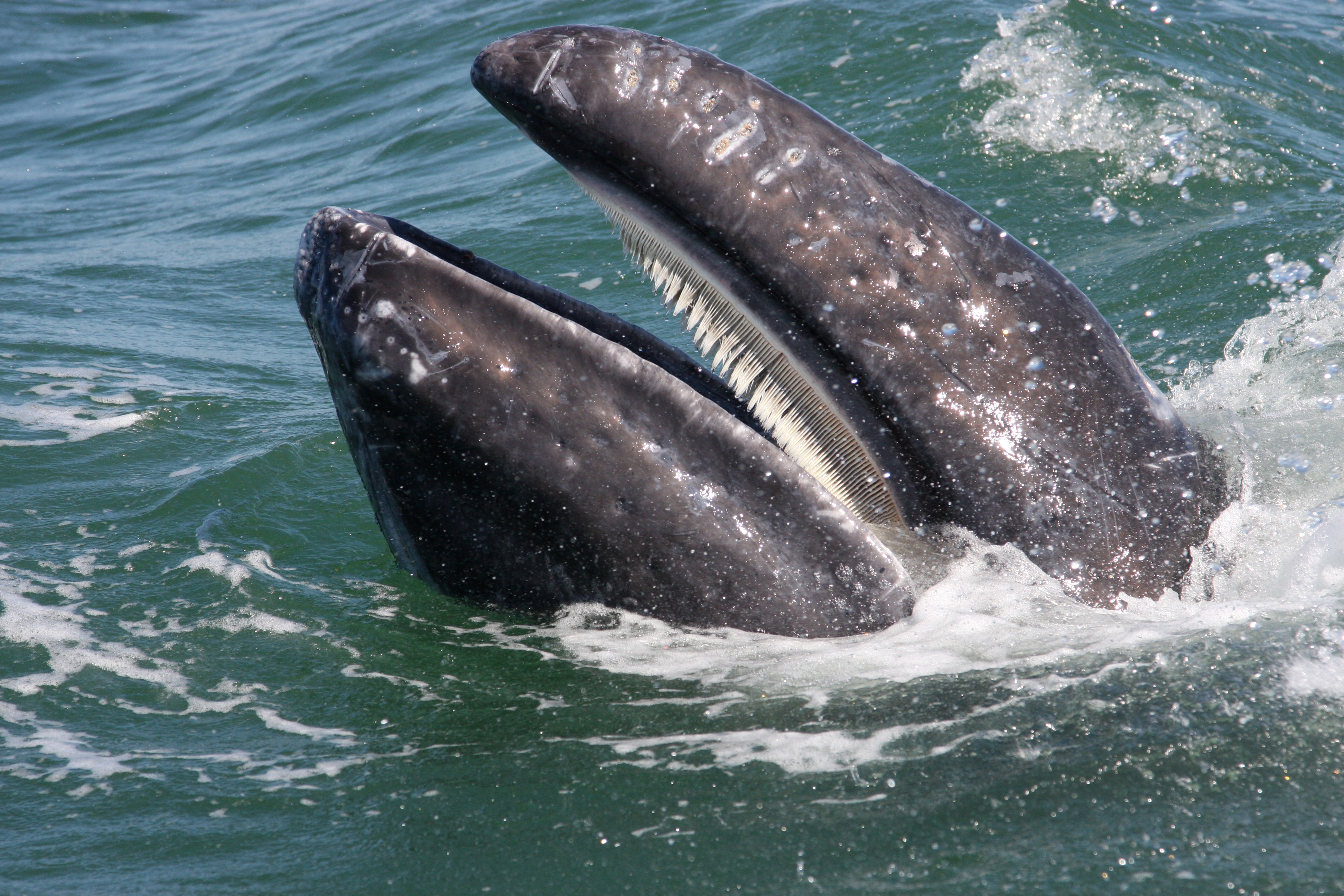 Thin plates called baleen line the mouth of a gray whale