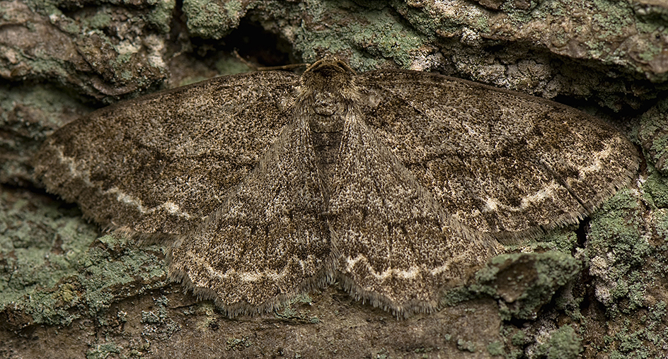 Engrailed moth hiding against tree bark