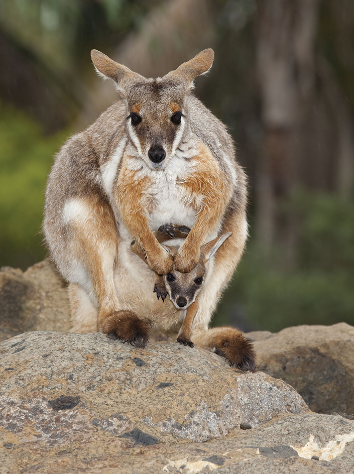 A baby wallaby