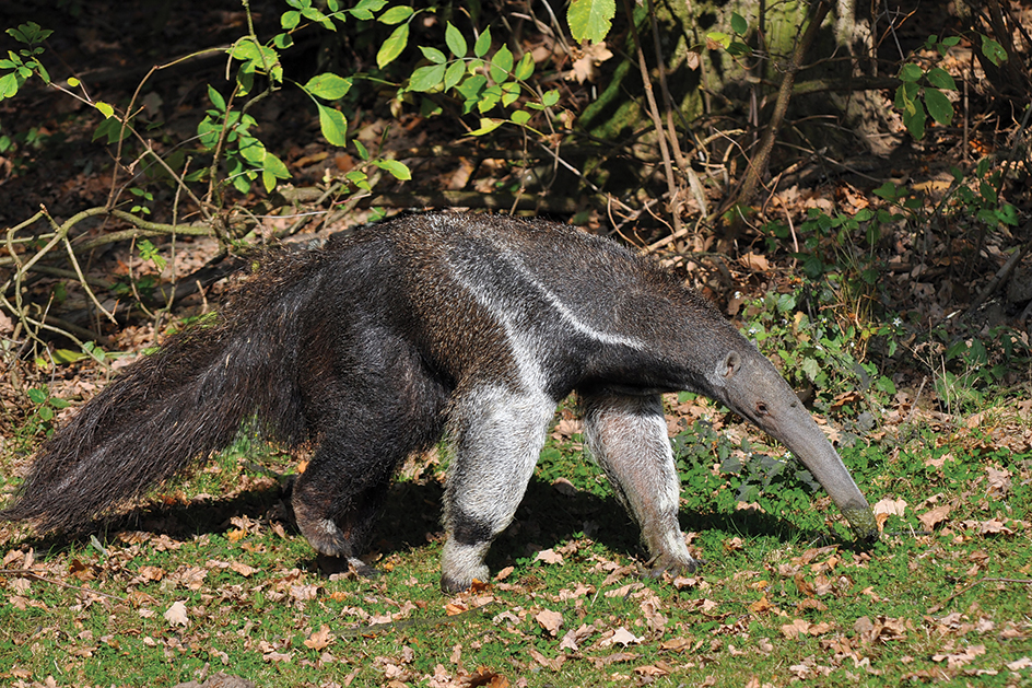 The giant anteater