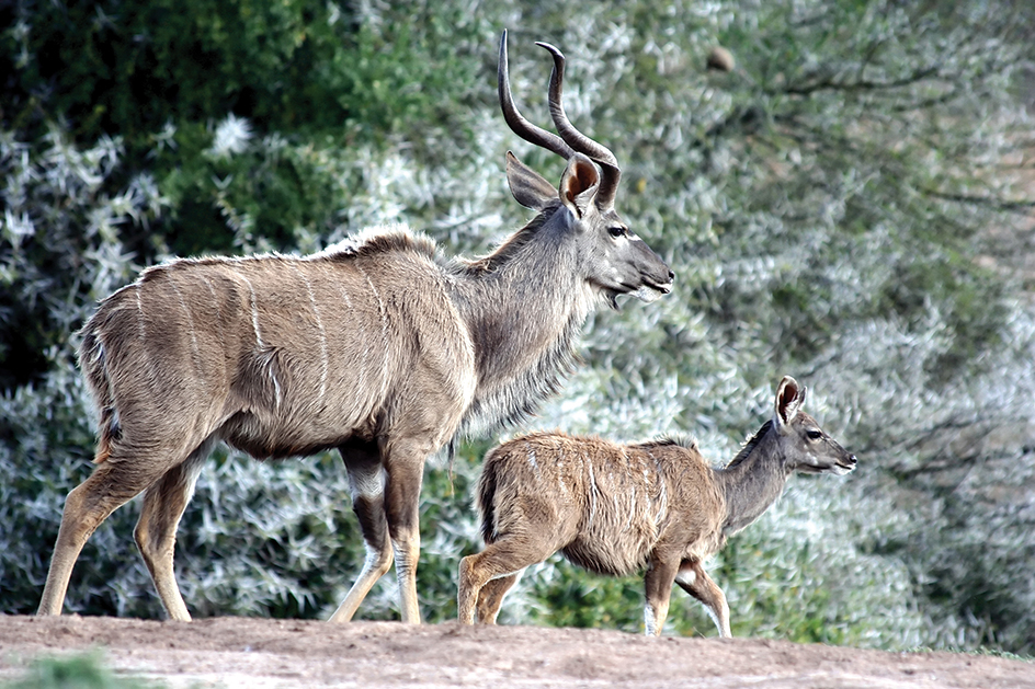 Greater kudus