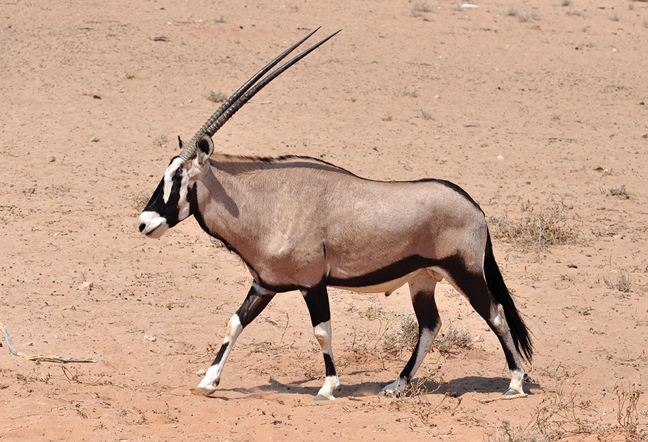 The gemsbok