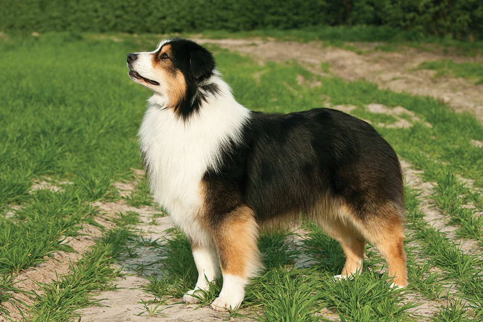 Australian shepherd