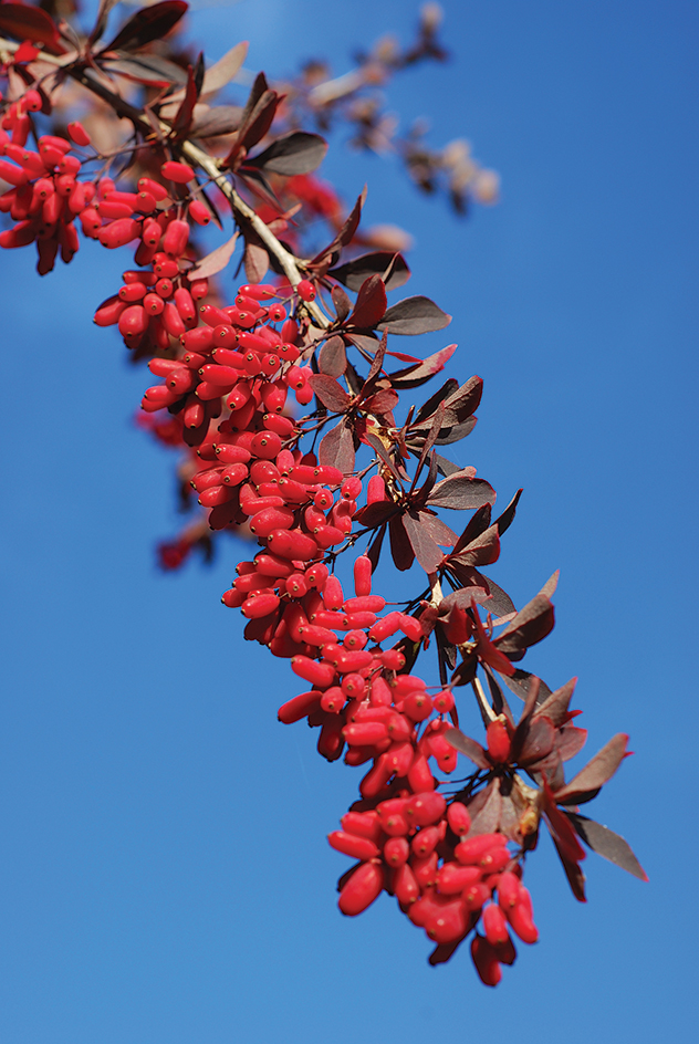 The common barberry