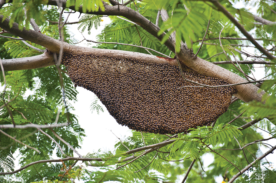 Bee swarm