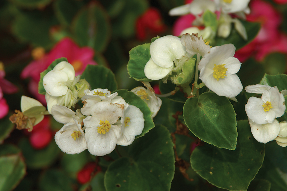 The wax begonia