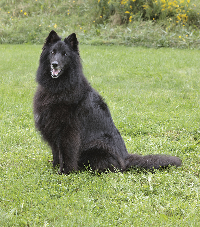 Belgian sheepdog