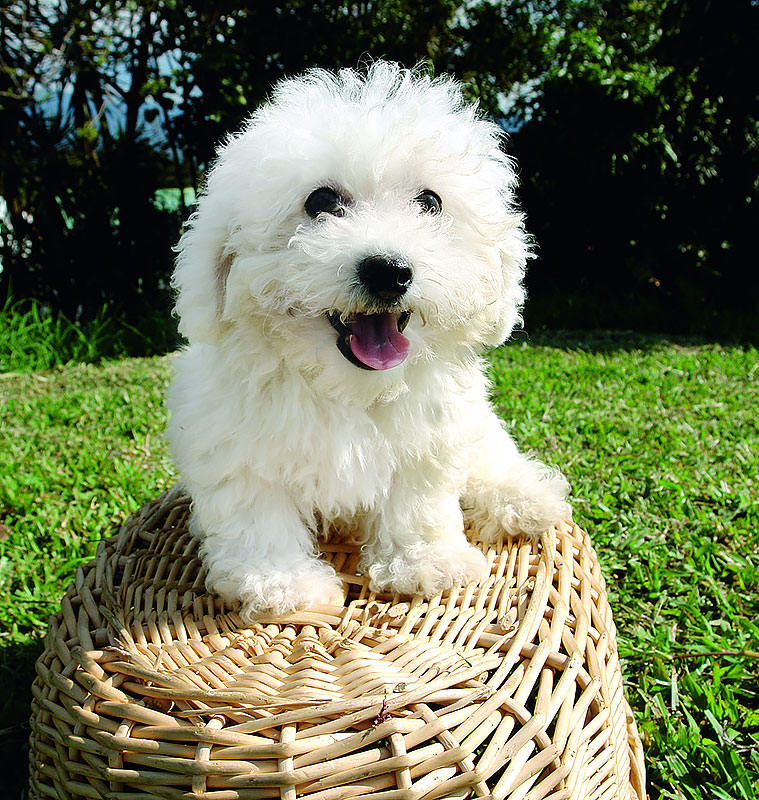 Bichon frise