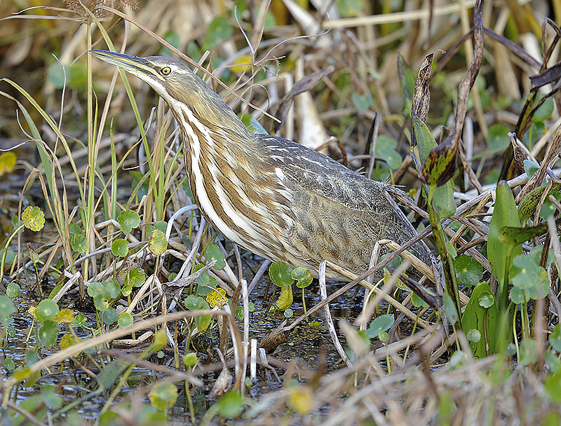 American bittern