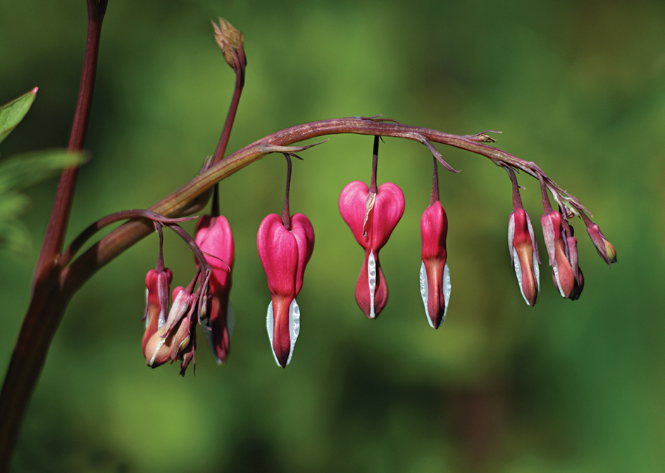 Bleeding heart blossoms