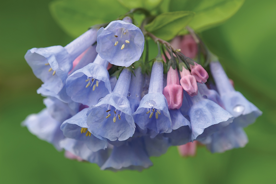 A bluebell's flowers