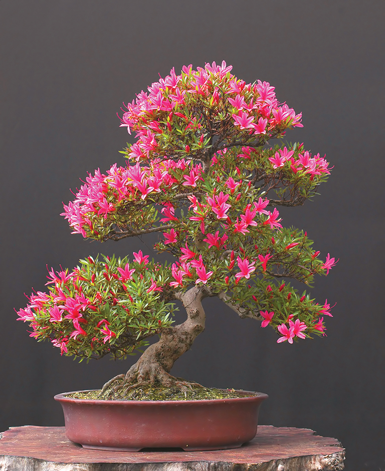 Bonsai azalea