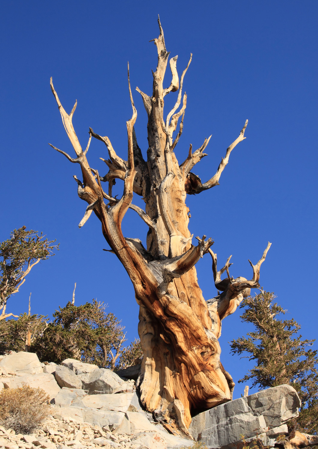 Great Basin bristlecone pine