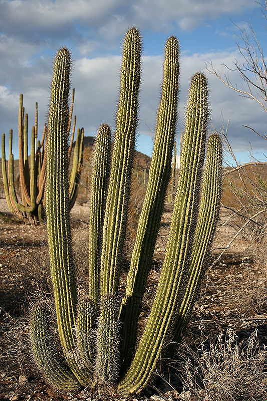 Organ-pipe cactus