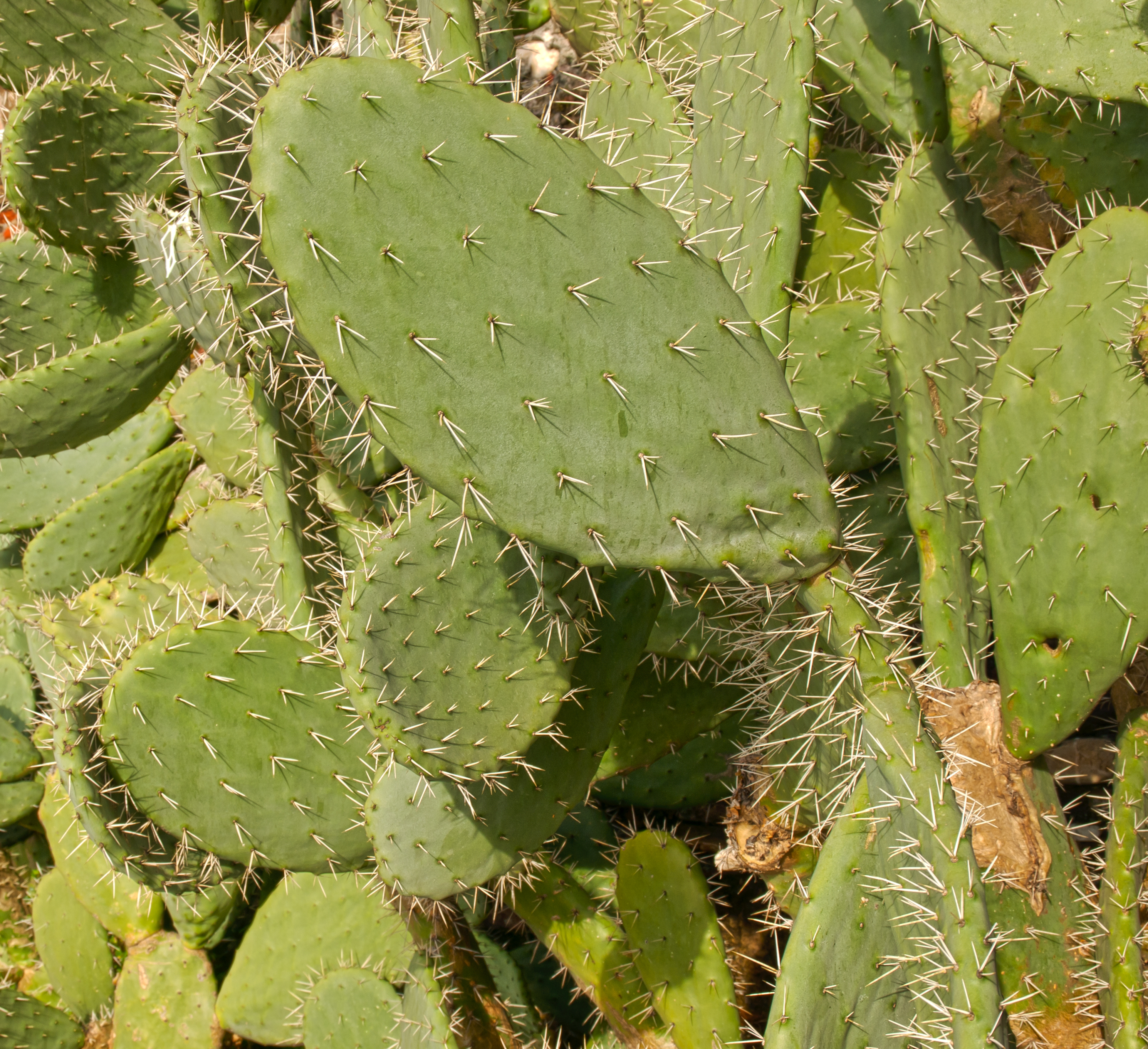 Prickly pear cactus has thorny, leaflike stems