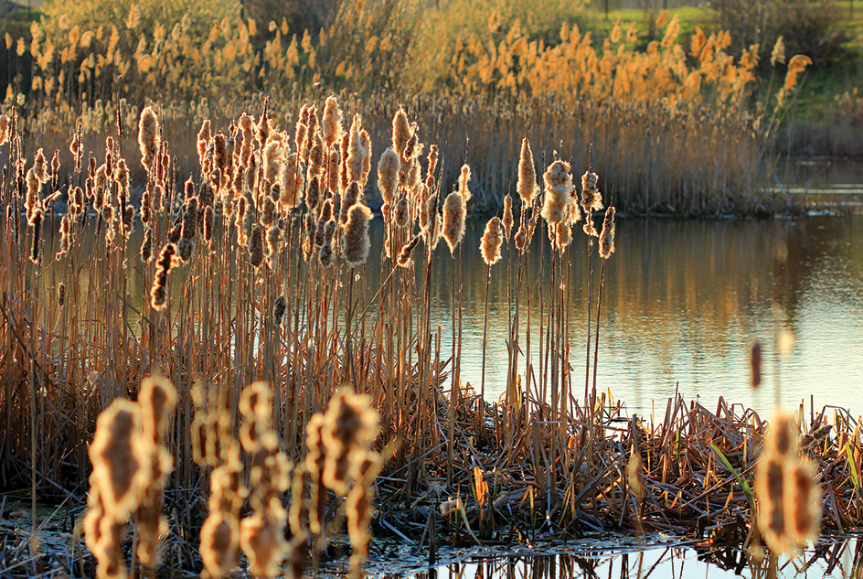 Cattails