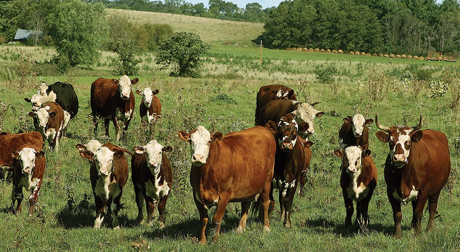 Hereford cattle