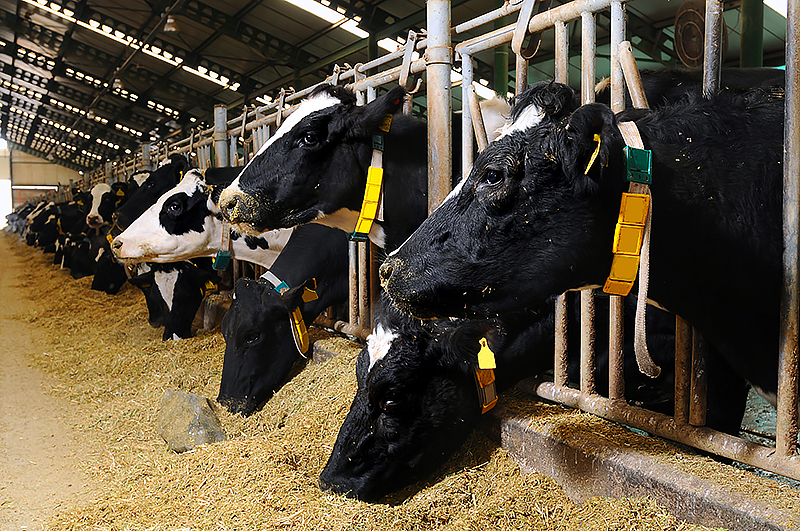 Cattle in a feedlot