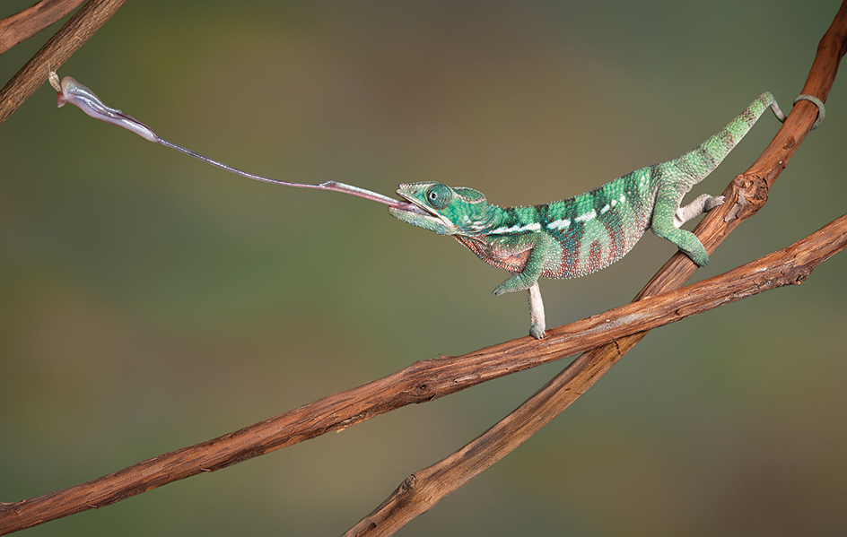 A chameleon captures an insect