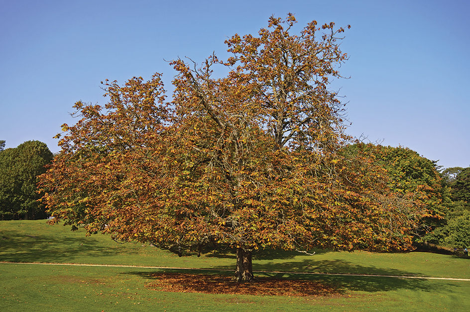 A spreading chestnut tree