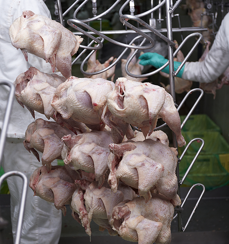 Processing chickens