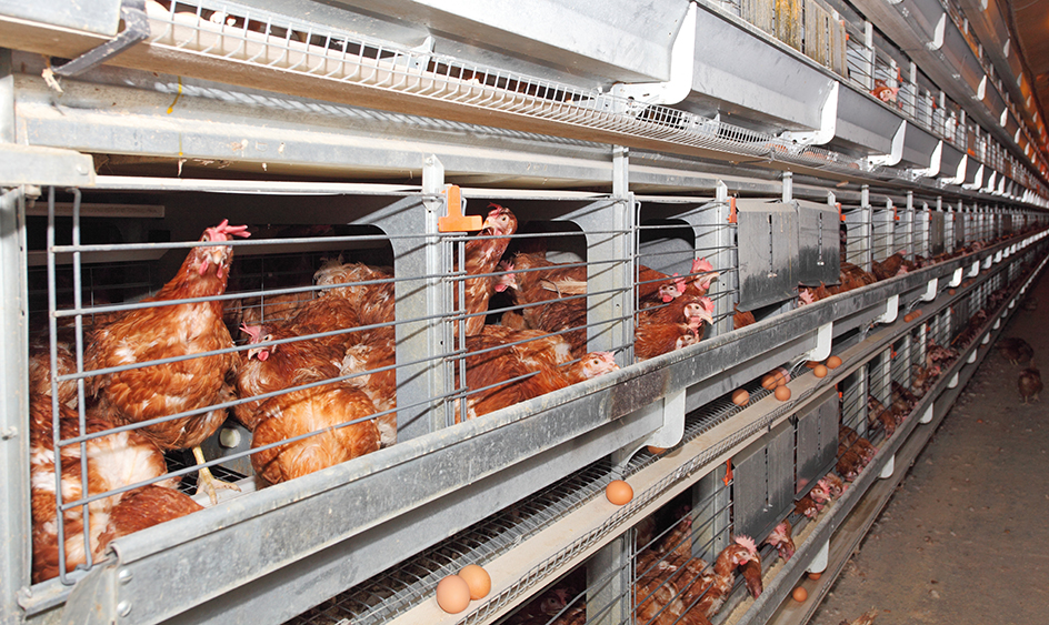 Hens laying eggs in a laying house