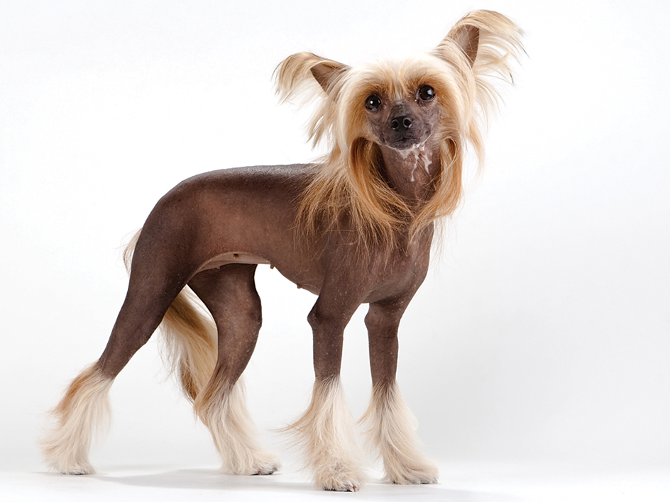 Hairless Chinese crested