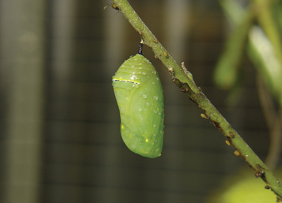 Chrysalis