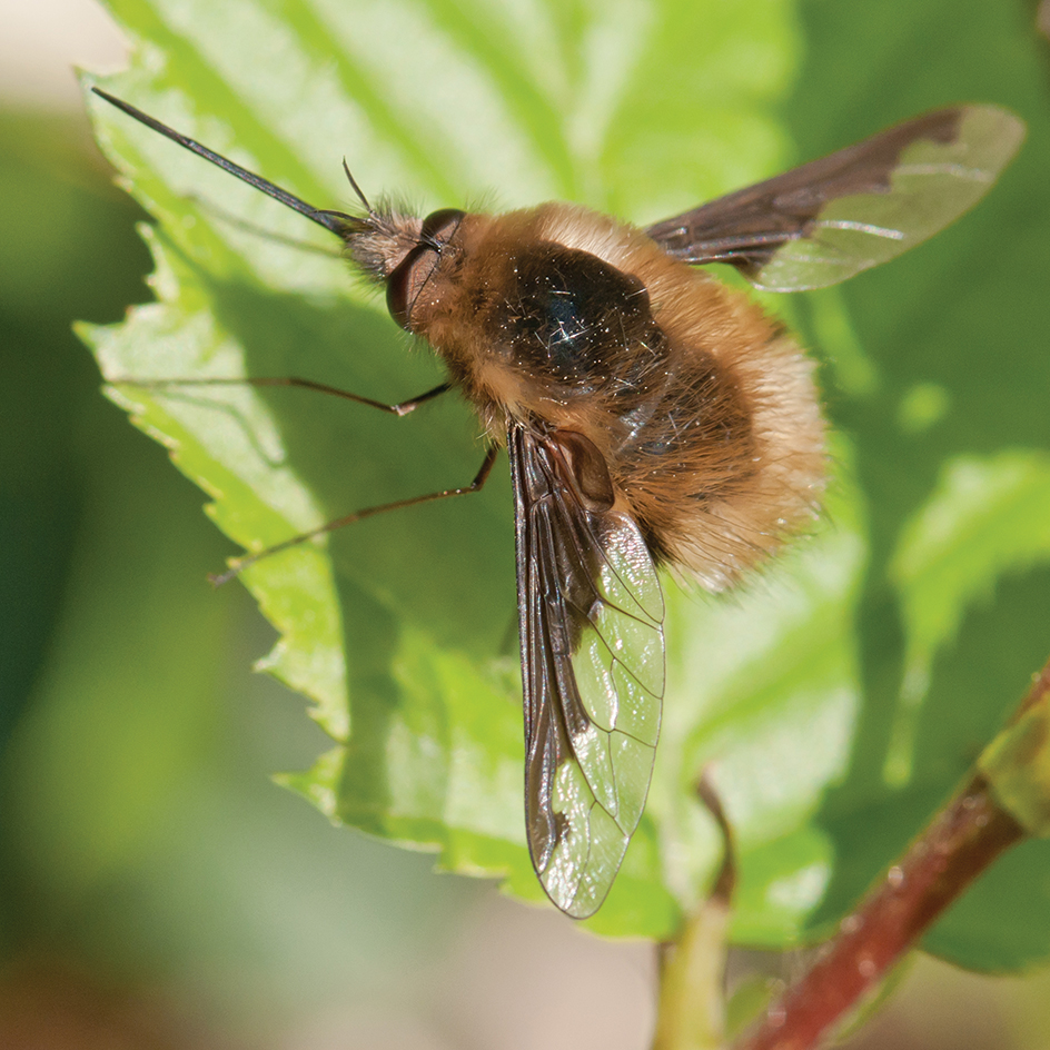 Bee fly