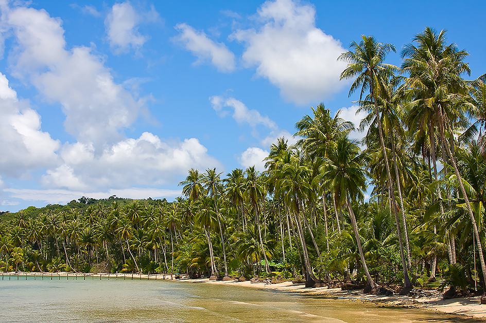 Coconut palms