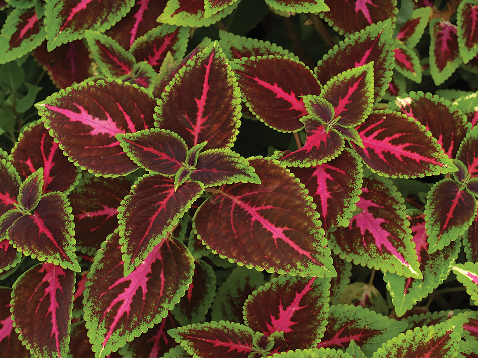 Coleus