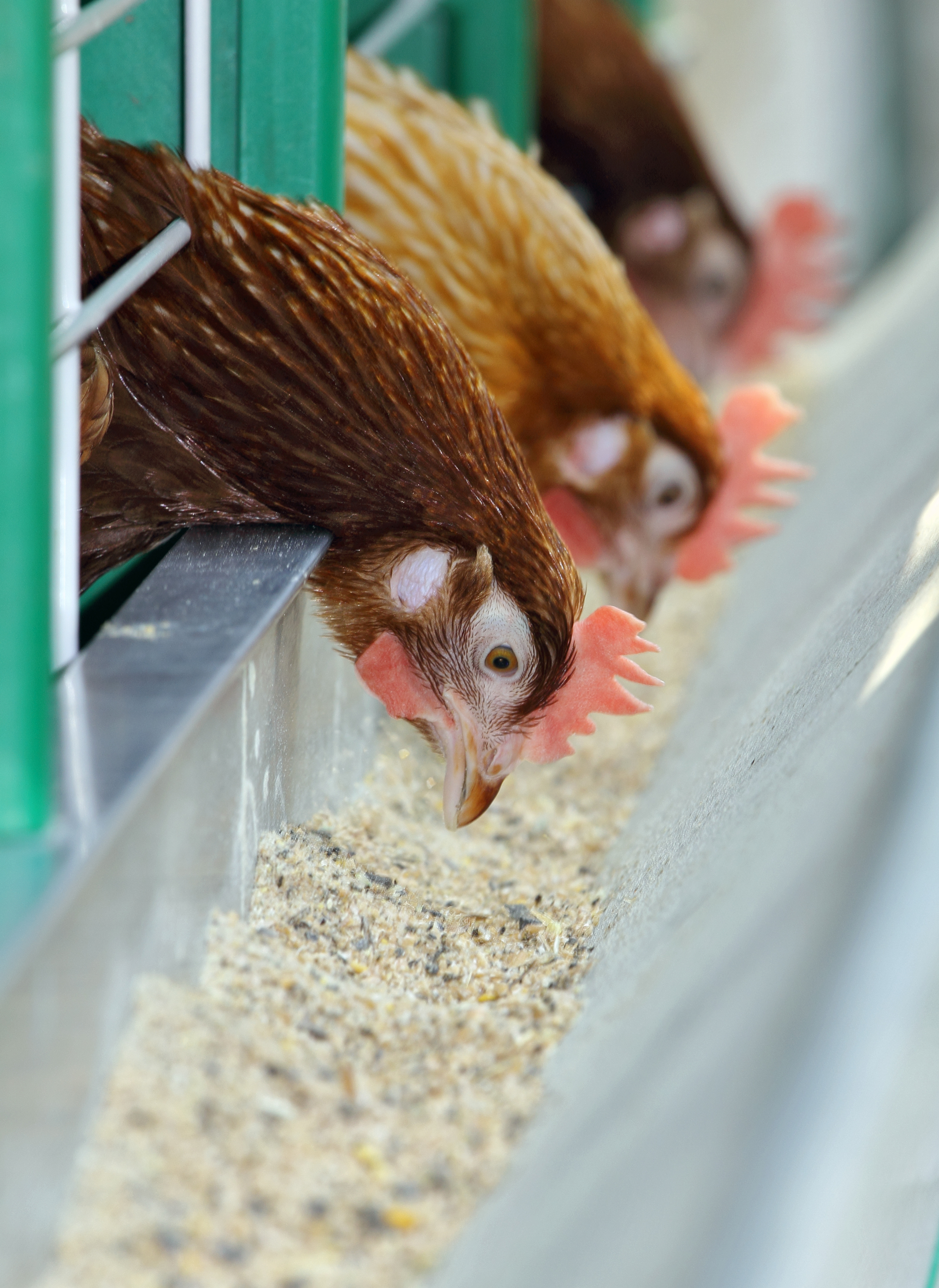 Chickens eating feed made from corn