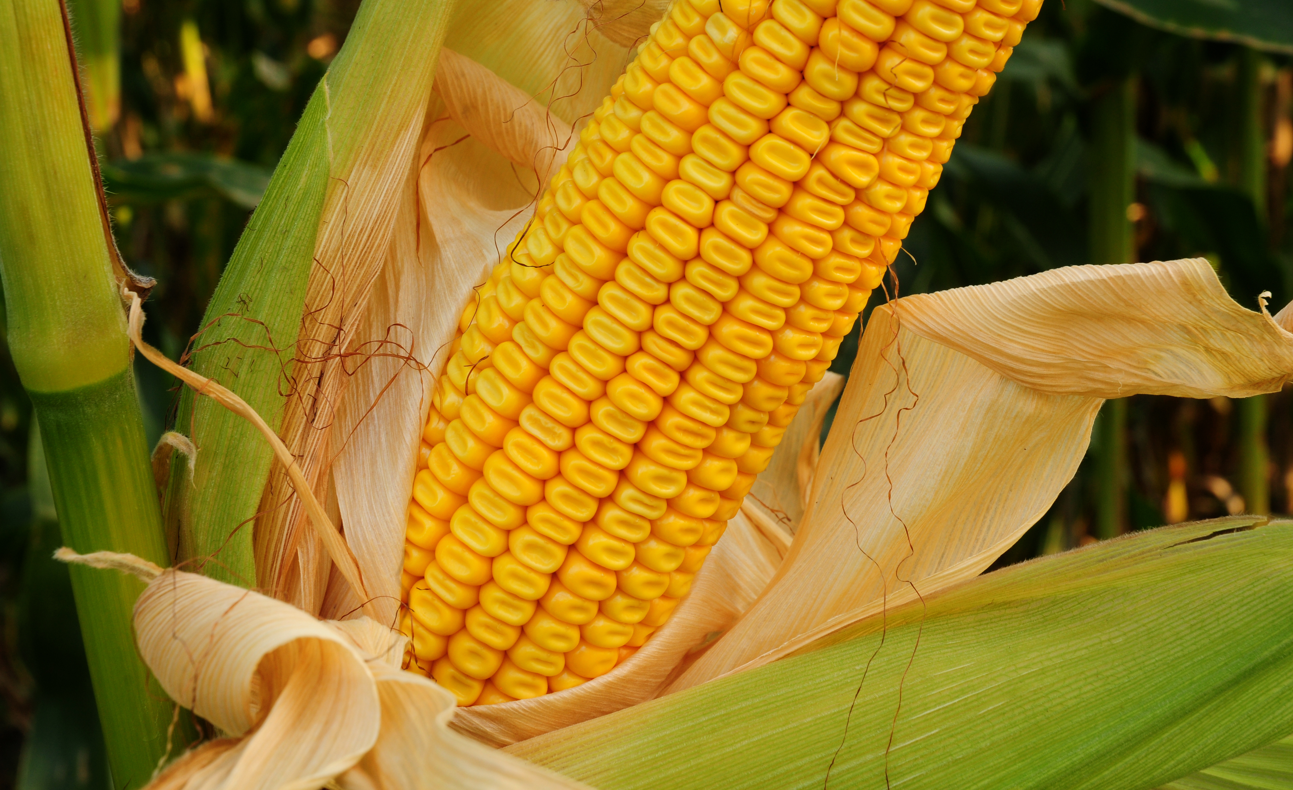 Ear of dent corn