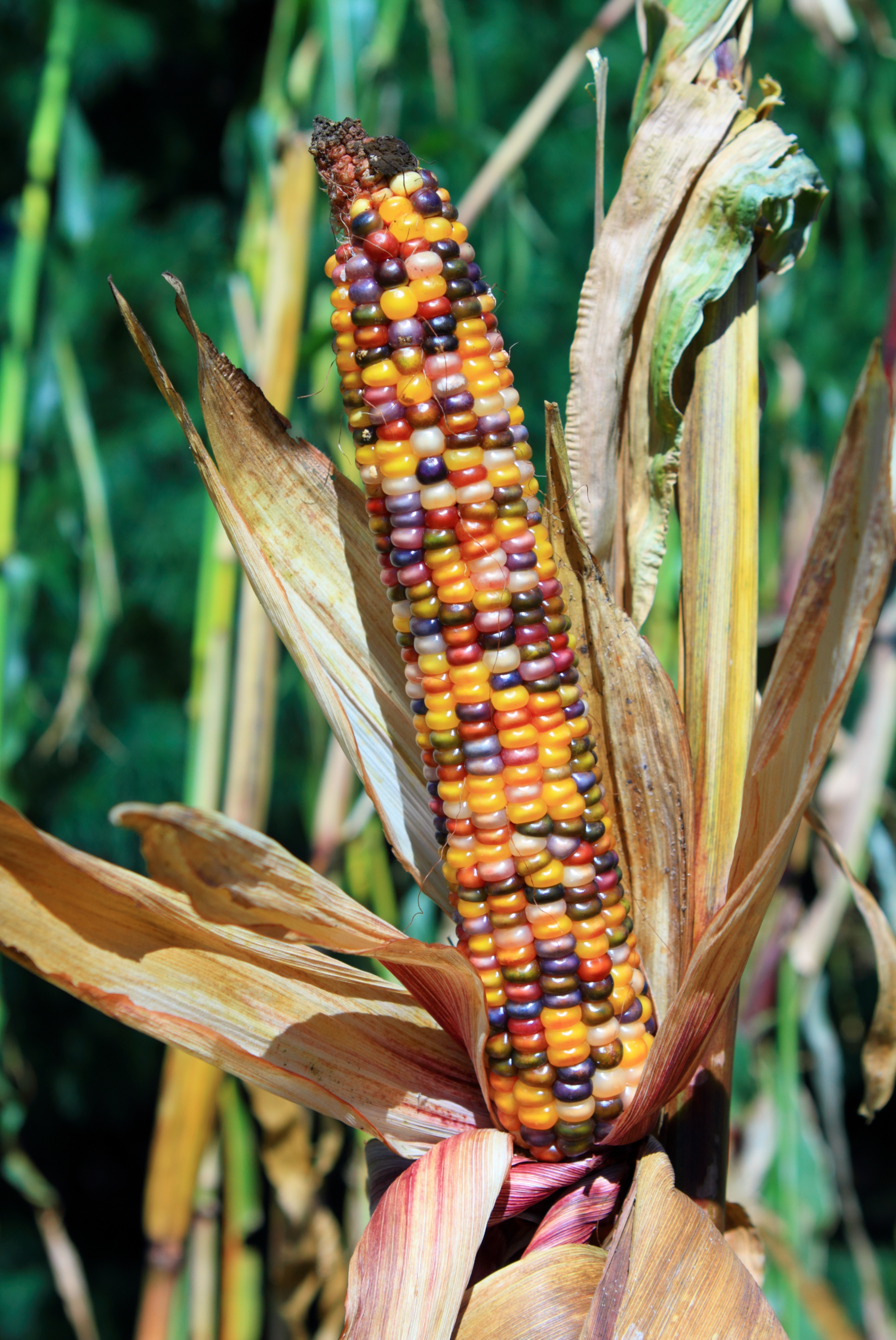 Ear of Indian corn