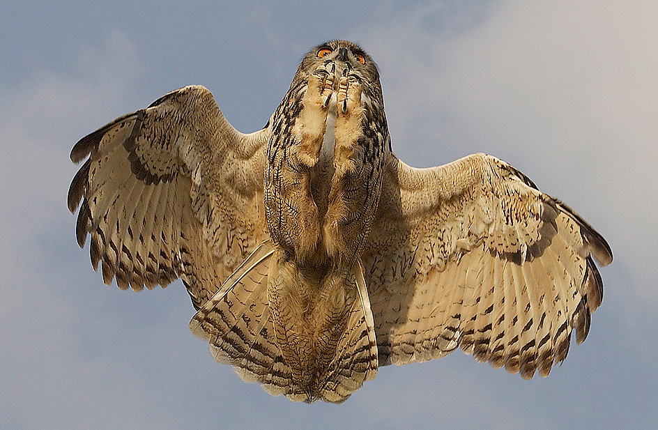 Talons of an owl