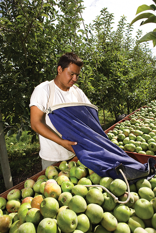 Apple harvest