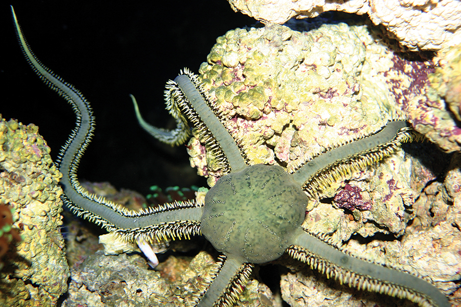 Brittle star