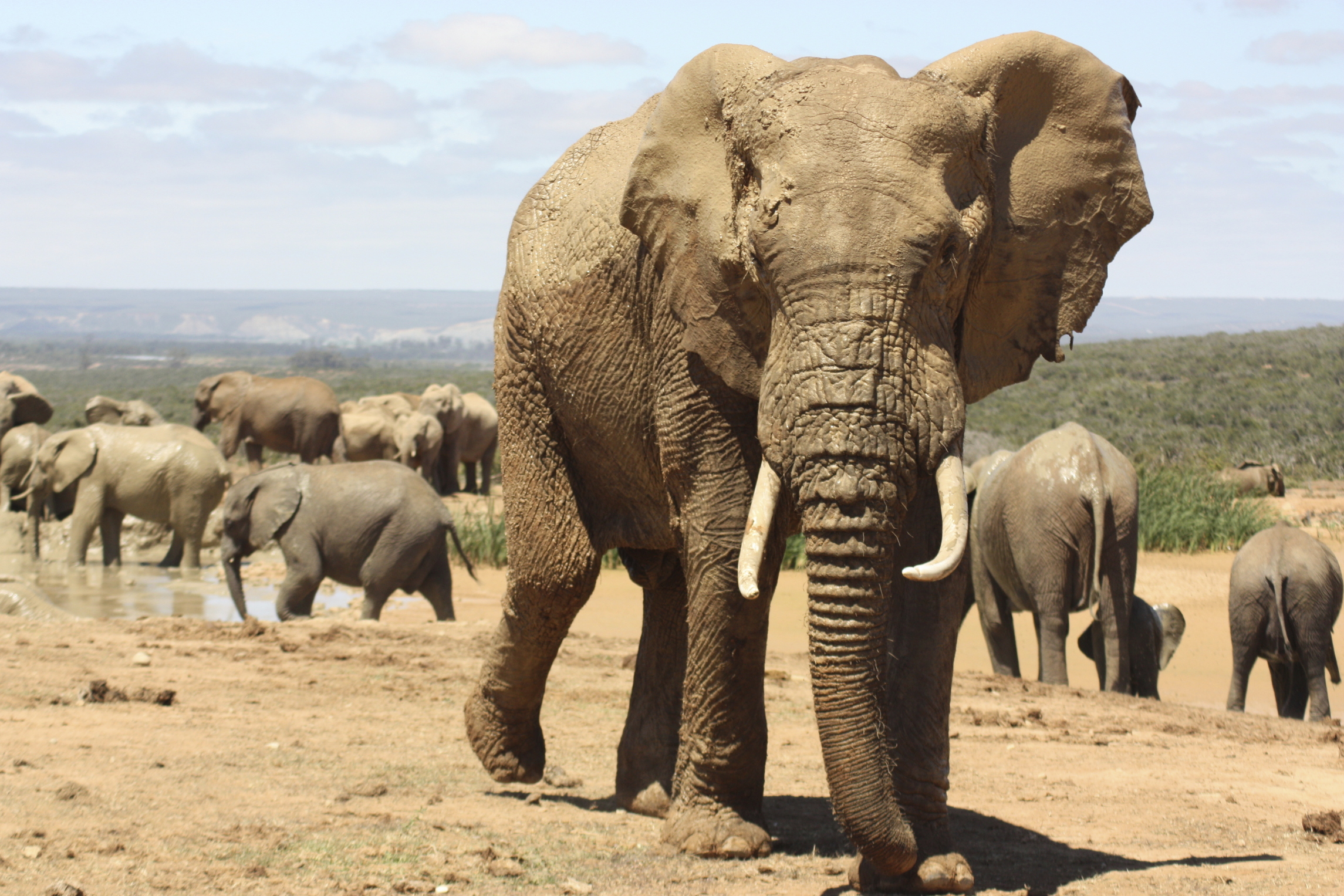 Bull elephant and family