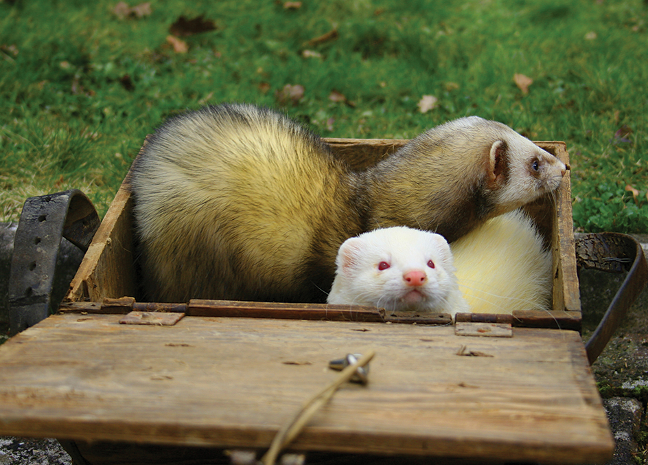 Albino ferret and mother