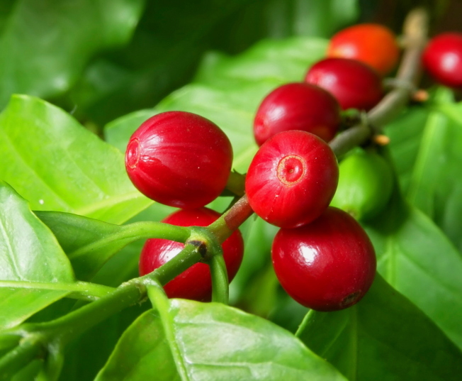 Coffee berries